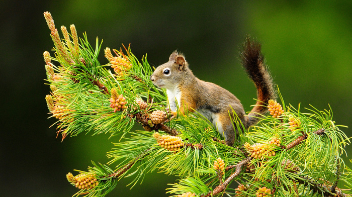 animals, branch, squirrel