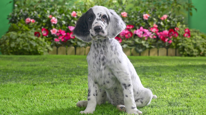 puppy, animals, grass, dog