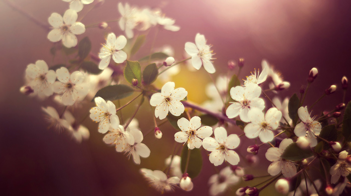 spring, flowers, beauty