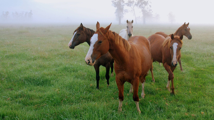 field, animals, grass, morning, mist, horses