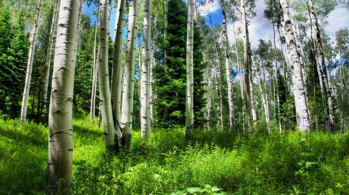 Russia, nature, sky, forest, grass