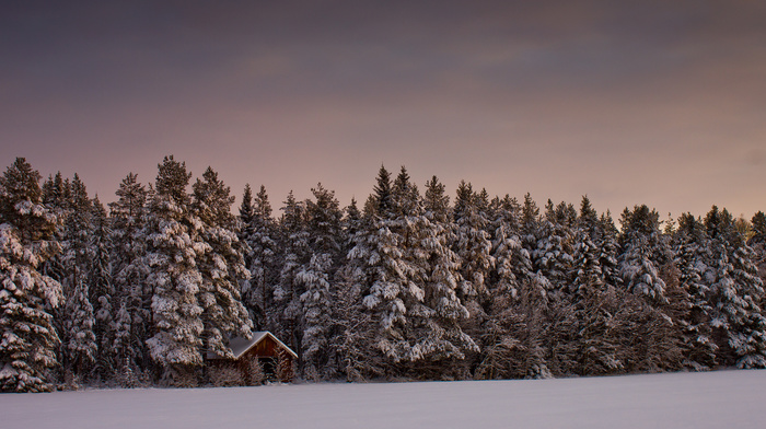 forest, winter