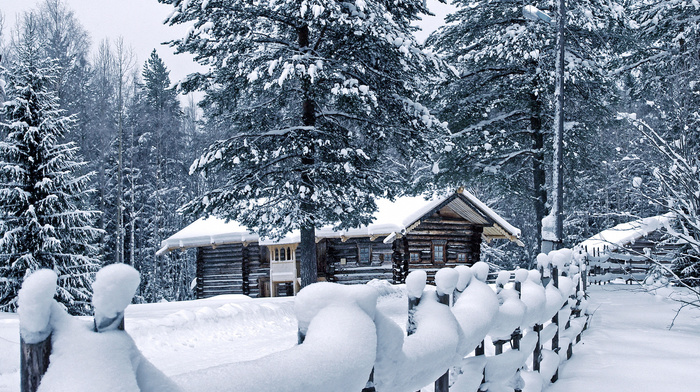 winter, forest