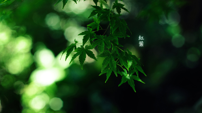 macro, leaves