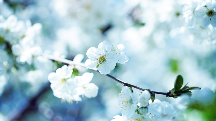 images, beauty, wallpaper, spring, flowers