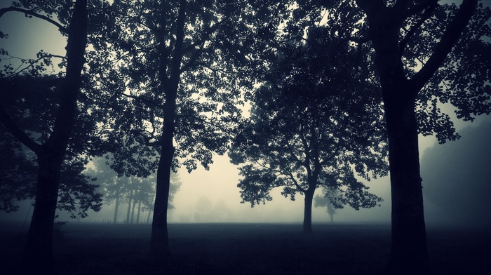 nature, evening, trees, mist