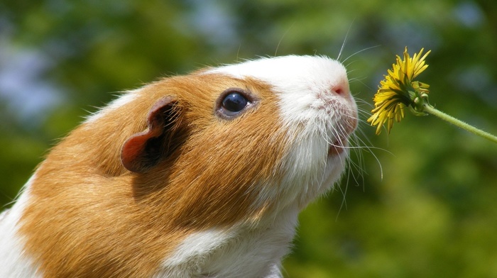 flower, animals, muzzle