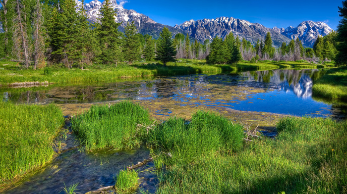grass, mountain, river, nature, trees, forest