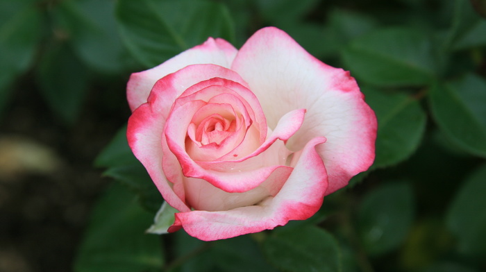 beauty, roses, nature, morning, flowers