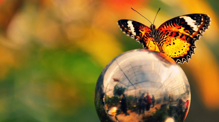 ball, colors, butterfly, reflection, macro