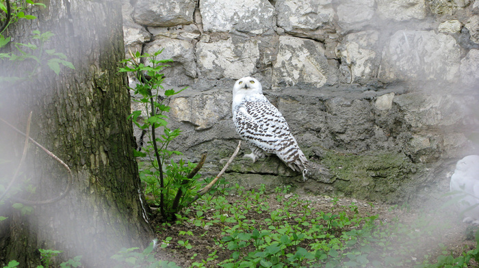 animals, birds, owl