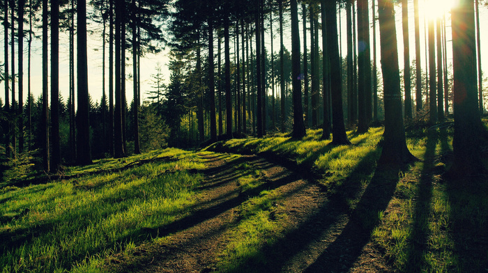 trees, evening, Sun, forest, nature