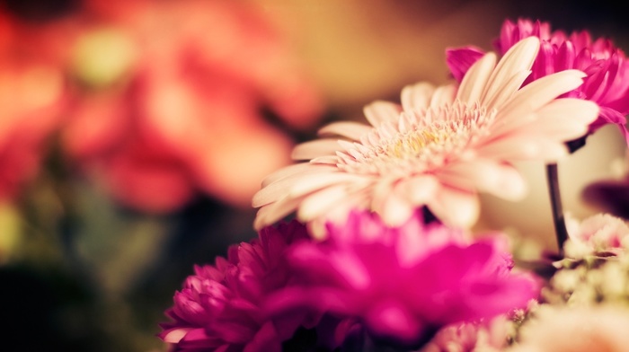 macro, flowers