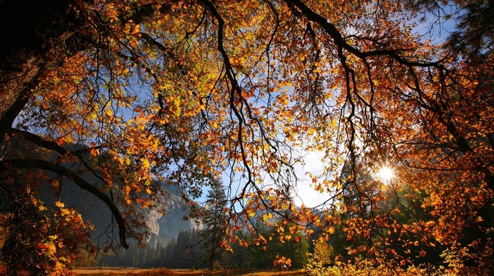 leaves, tree, nature, Sun, autumn, twigs