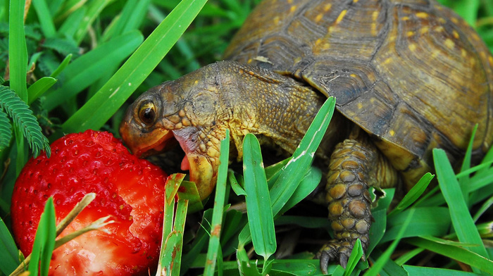 animals, strawberry