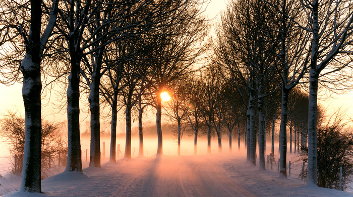 light, winter, Sun, trees, nature, road