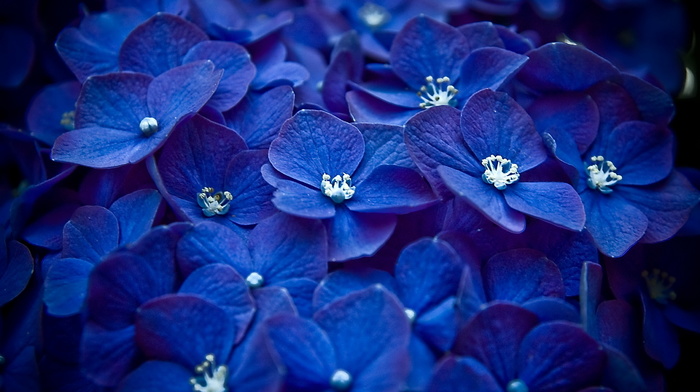 blue, flowers, petals, macro