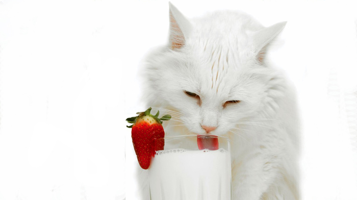 animals, strawberry, glass