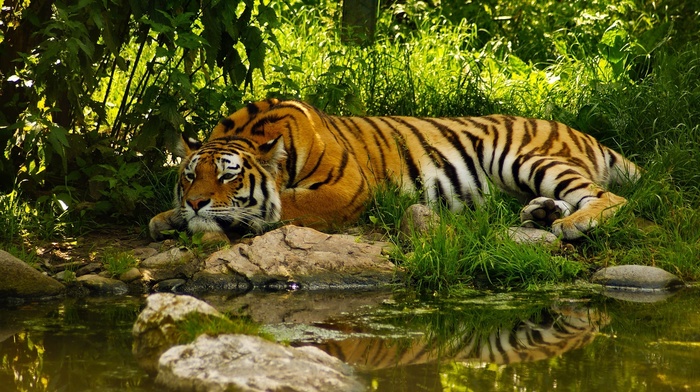 tiger, animals