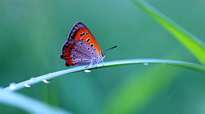 butterfly, drops, animals, grass