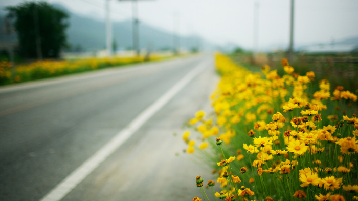 road, macro, yellow flowers