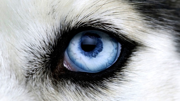 sight, animals, wolf