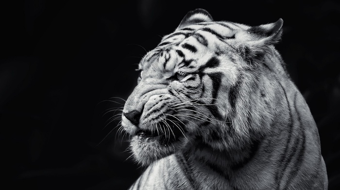 tiger, animals, albino, cat