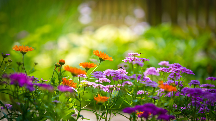 flowers, greenery, macro, background