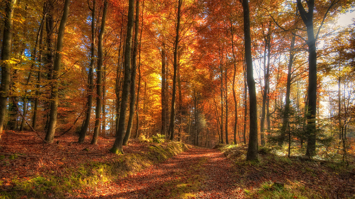autumn, nature, forest