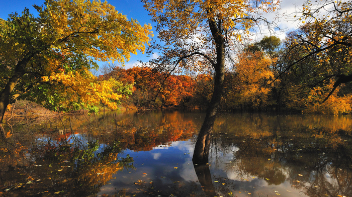 lake, nature, trees, autumn