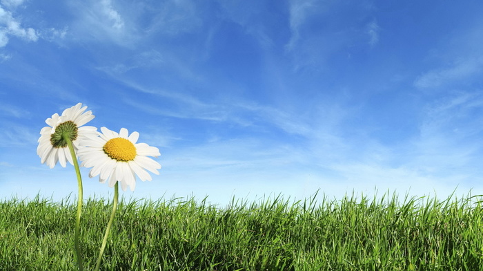 sky, chamomile, field, grass, clouds, flowers, horizon