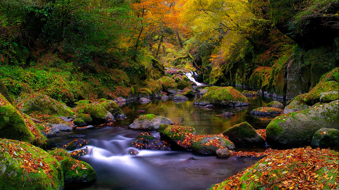 stones, forest, creek, leaves, moss, autumn, nature, river