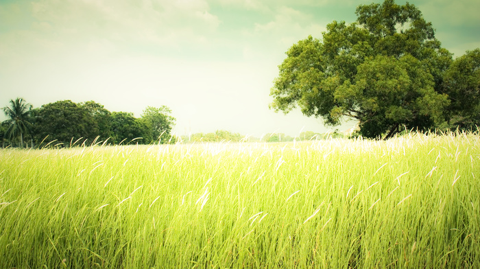 summer, grass, nature