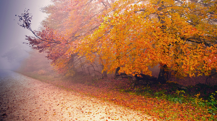 road, mist, autumn, nature, tree