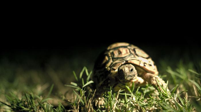 animals, macro, grass