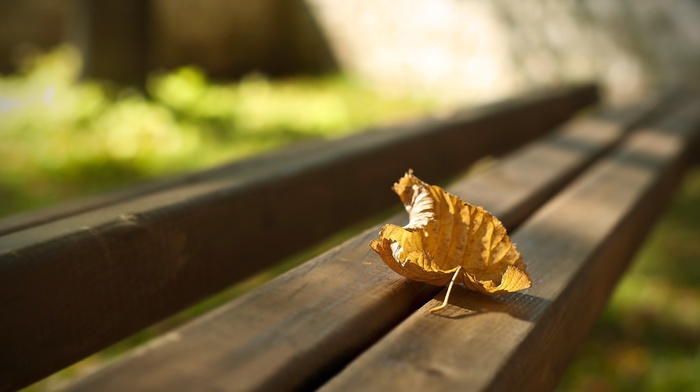 photo, macro, autumn, bench