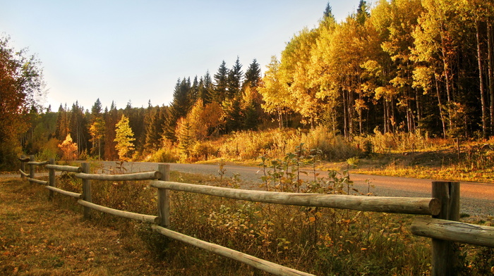 autumn, fence, road, forest