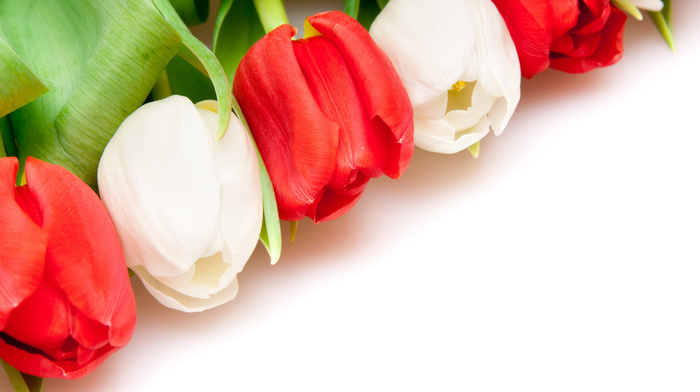 red, white, flowers, background, tulips