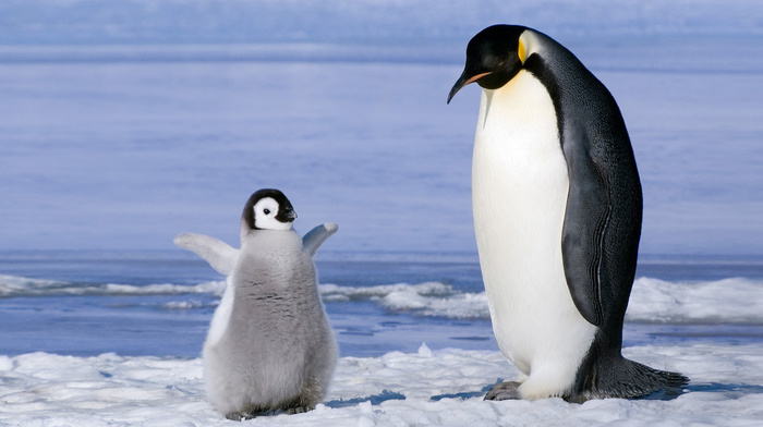 penguins, animals