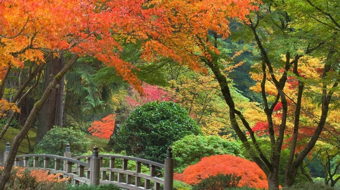 trees, Japan, autumn, park, bushes