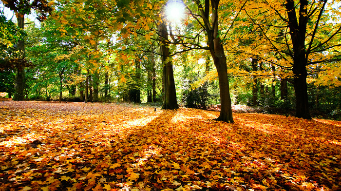 foliage, autumn, trees, Sun
