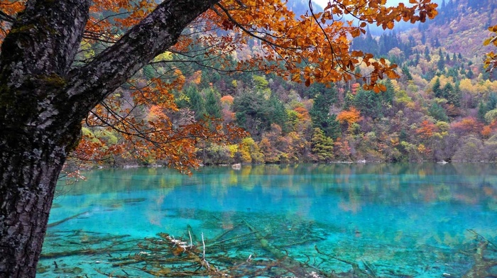 autumn, lake, forest, trees, nature
