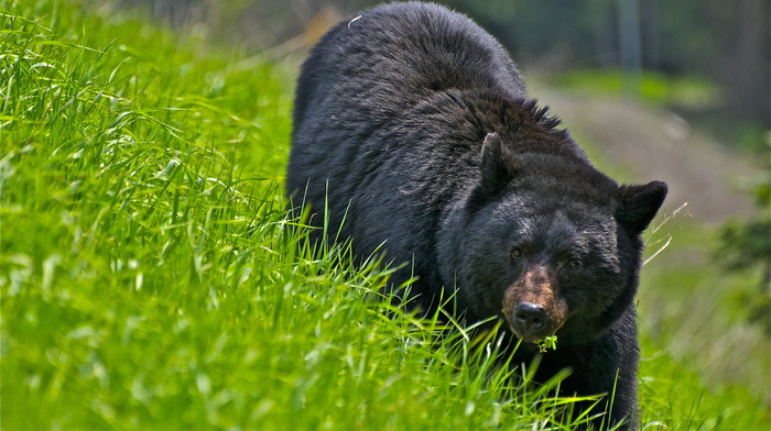 animals, grass