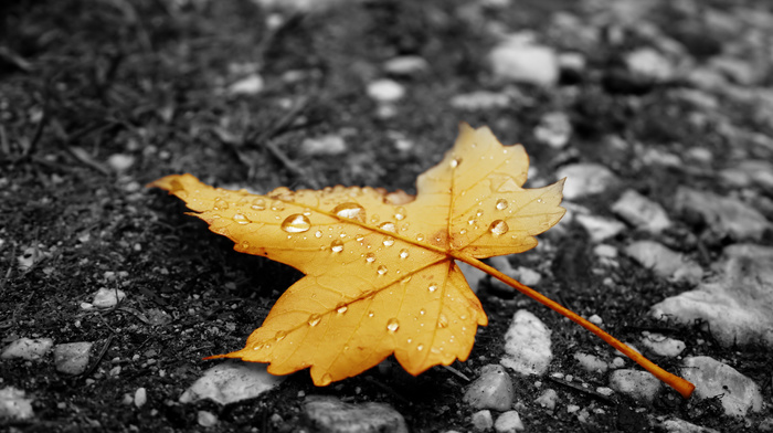 rain, autumn, leaf, yellow