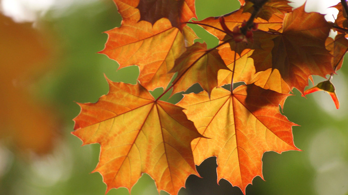 macro, autumn, leaves, branch