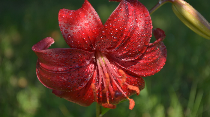 macro, flowers, dew