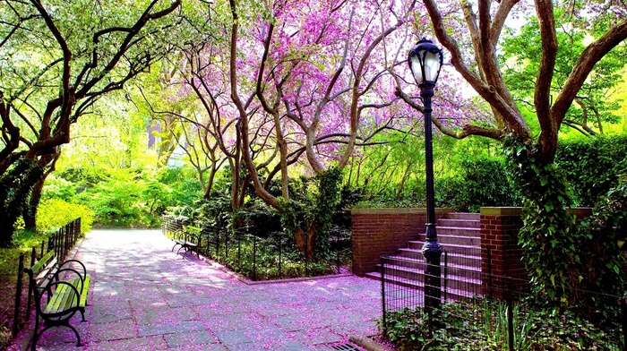 landscape, nature, trees, petals