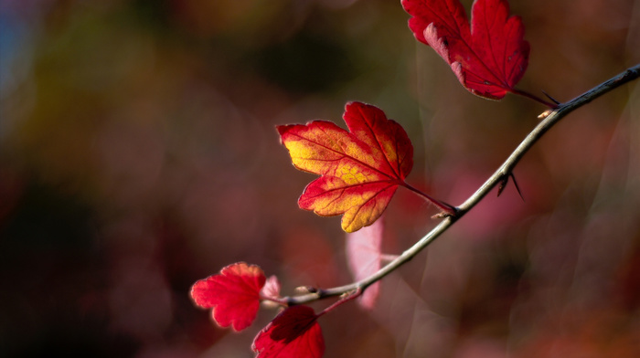 motion blur, macro, leaves, bokeh, autumn