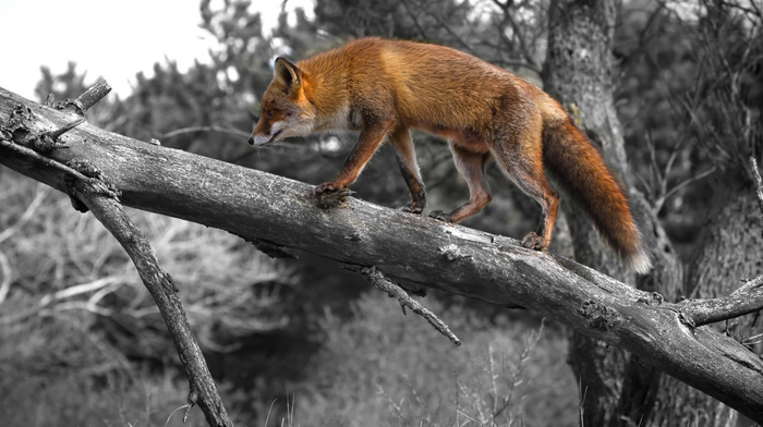 animals, tree, fox