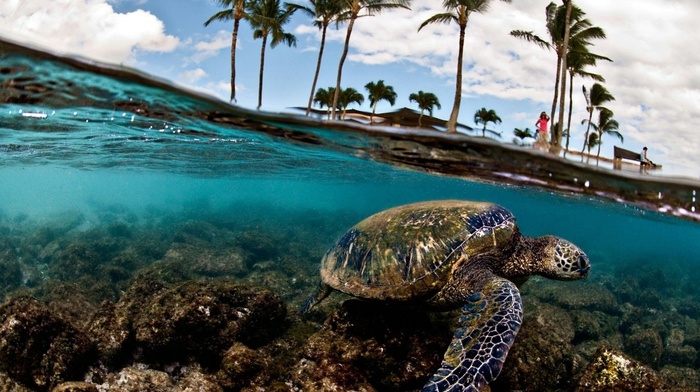 animals, sea, palm trees